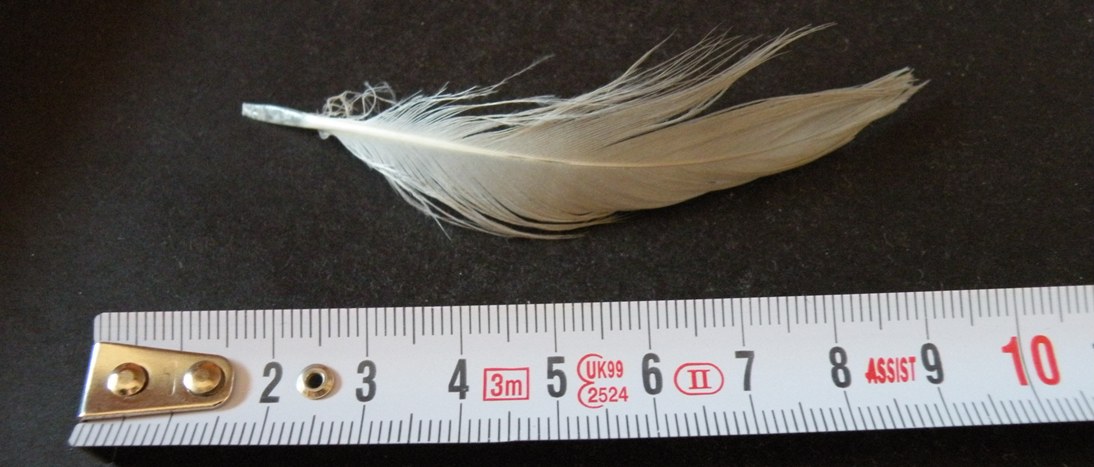 alcune penne di gabbiano